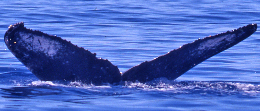 Fluke of SEAK-0801