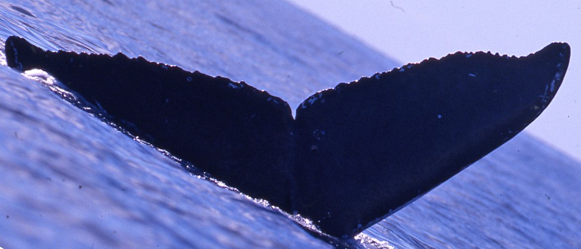 Fluke of M (BC)