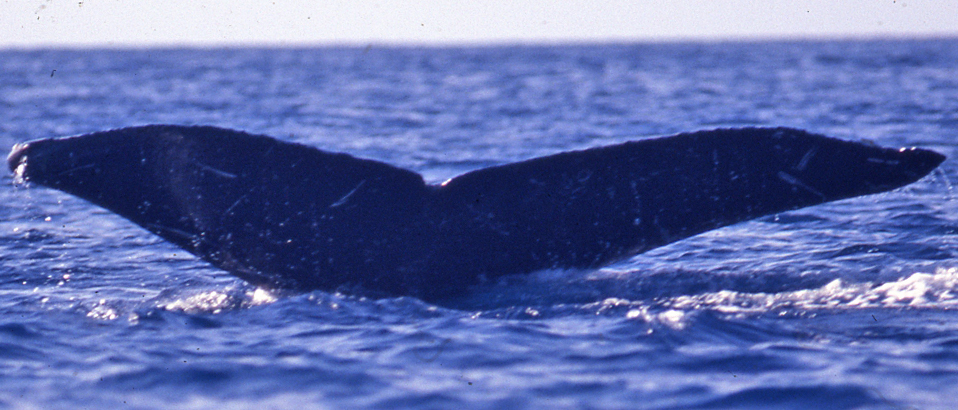 Fluke of Dr WITS (Alaska)