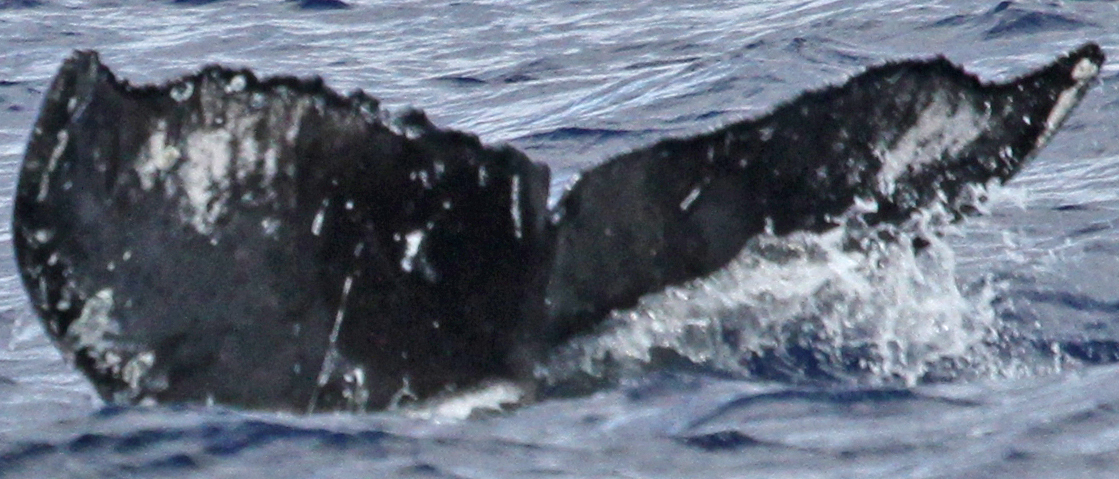 Fluke of PWF-NP_0454