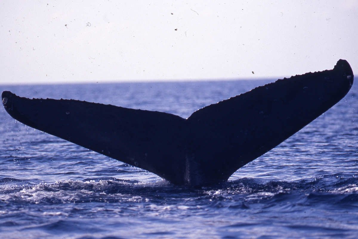 Fluke of BCX0089