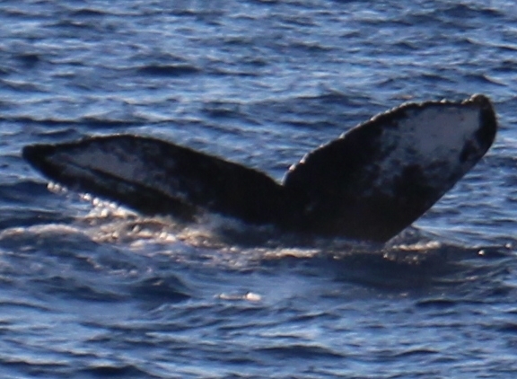 Fluke of Disco Dean (Prince William Sound)