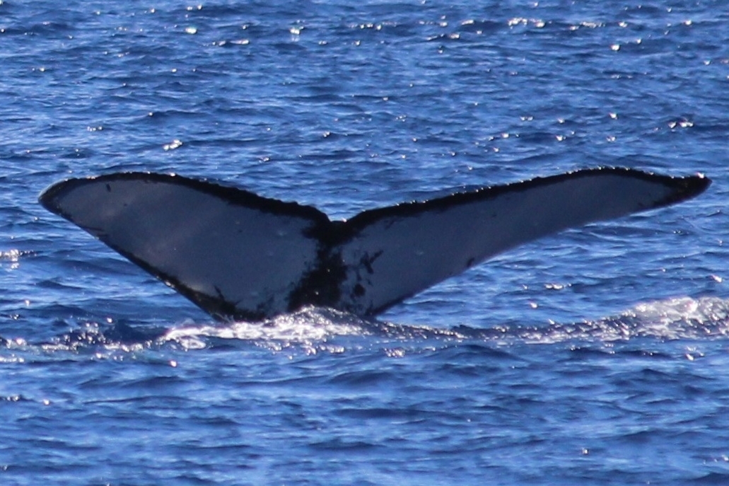 Fluke of PWF-NP_0597