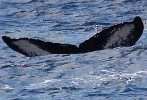 Fluke of Volpe (Southeast Alaska)