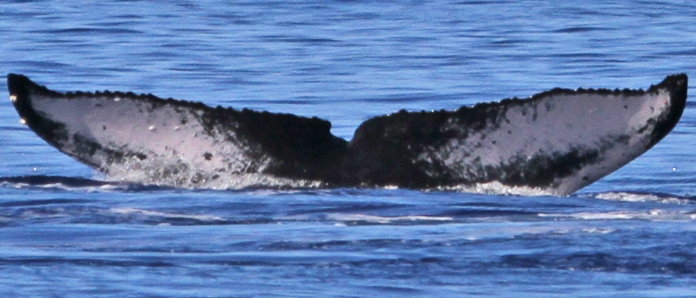 Fluke of BCZ0103