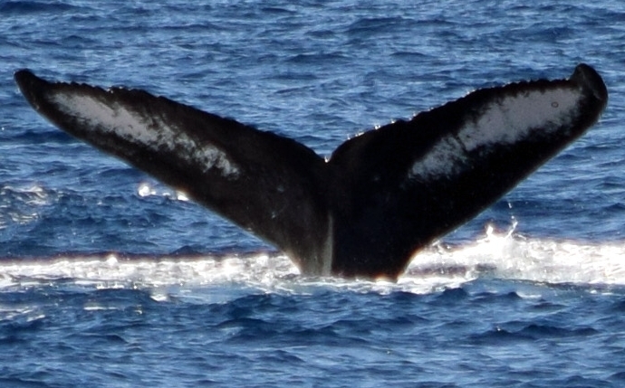 Fluke of BCY0344