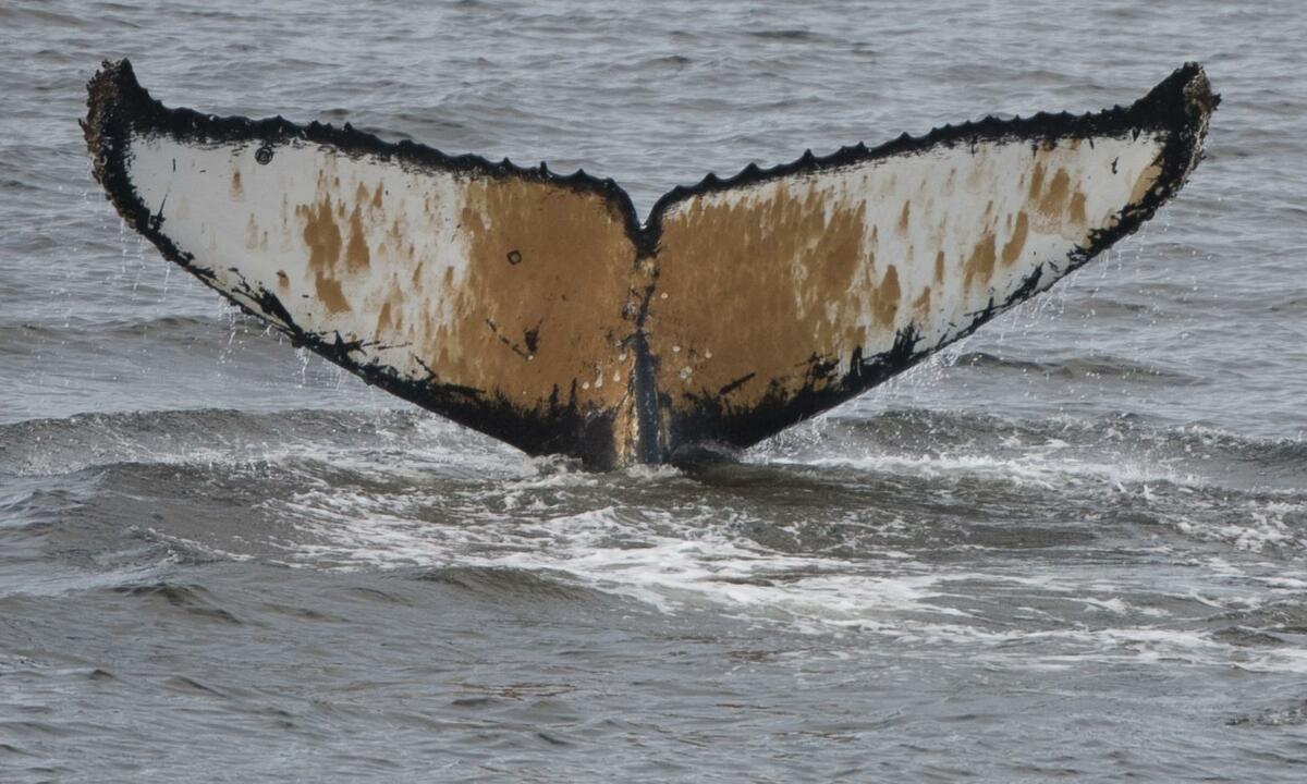 Fluke of AHWC-1632
