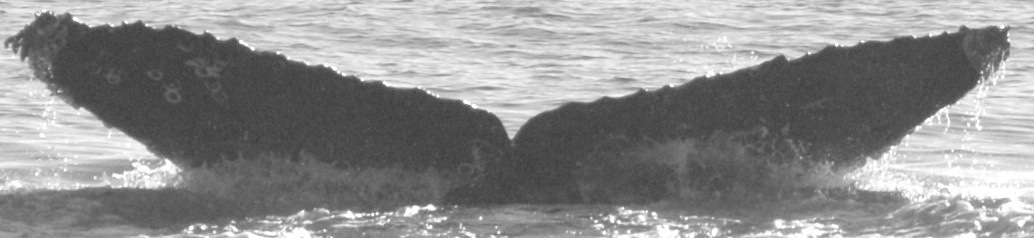 Fluke of CRC-11762
