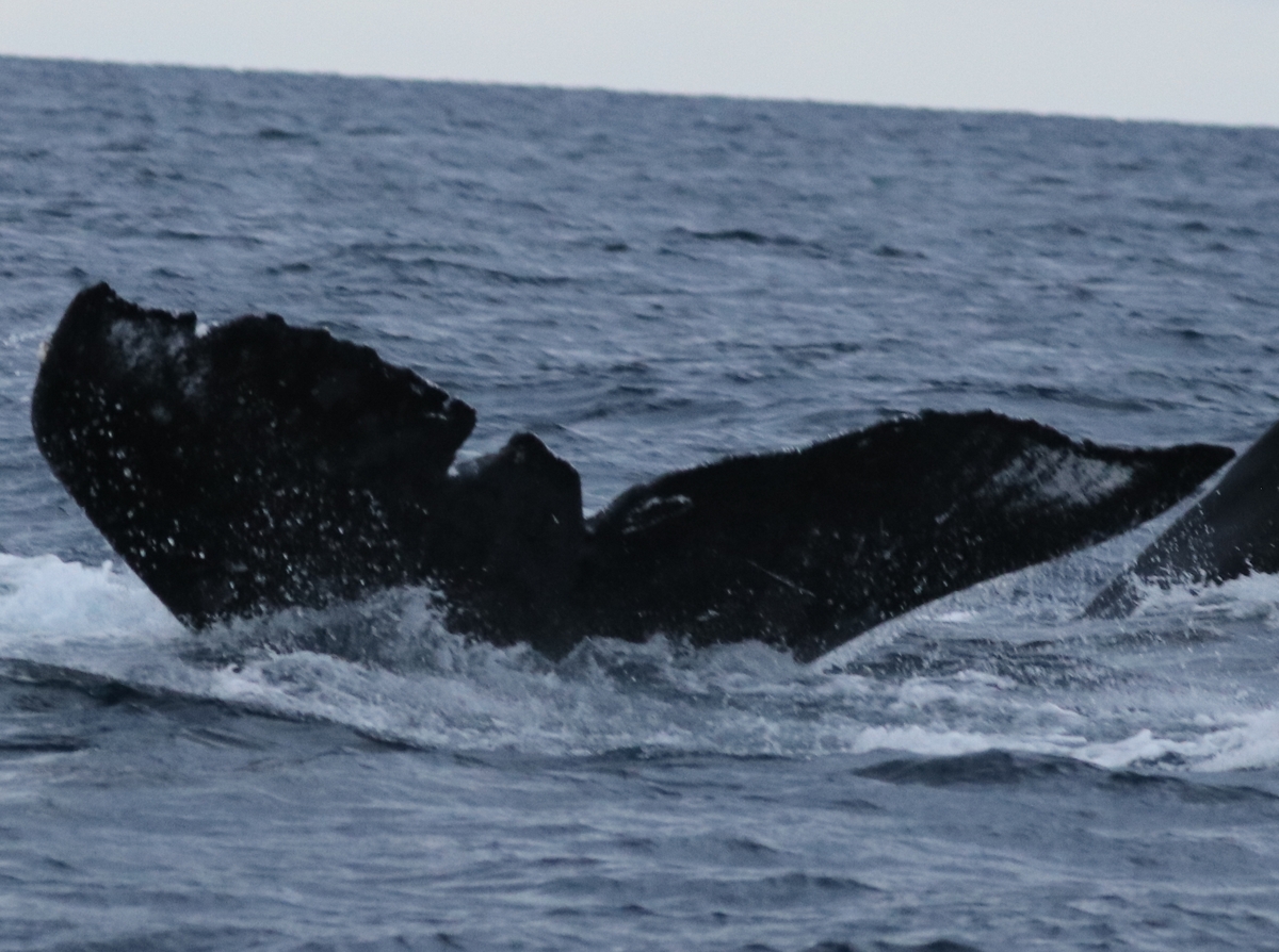 Fluke of BCY0700