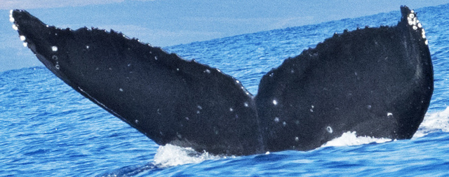 Fluke of Sally (Maui)