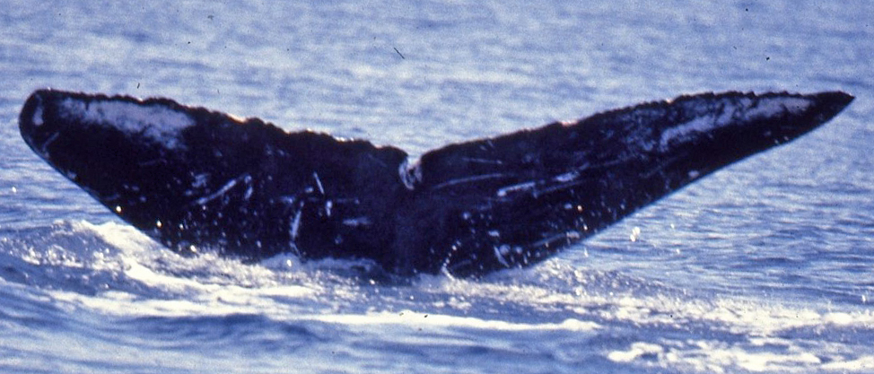 Fluke of BCX0186