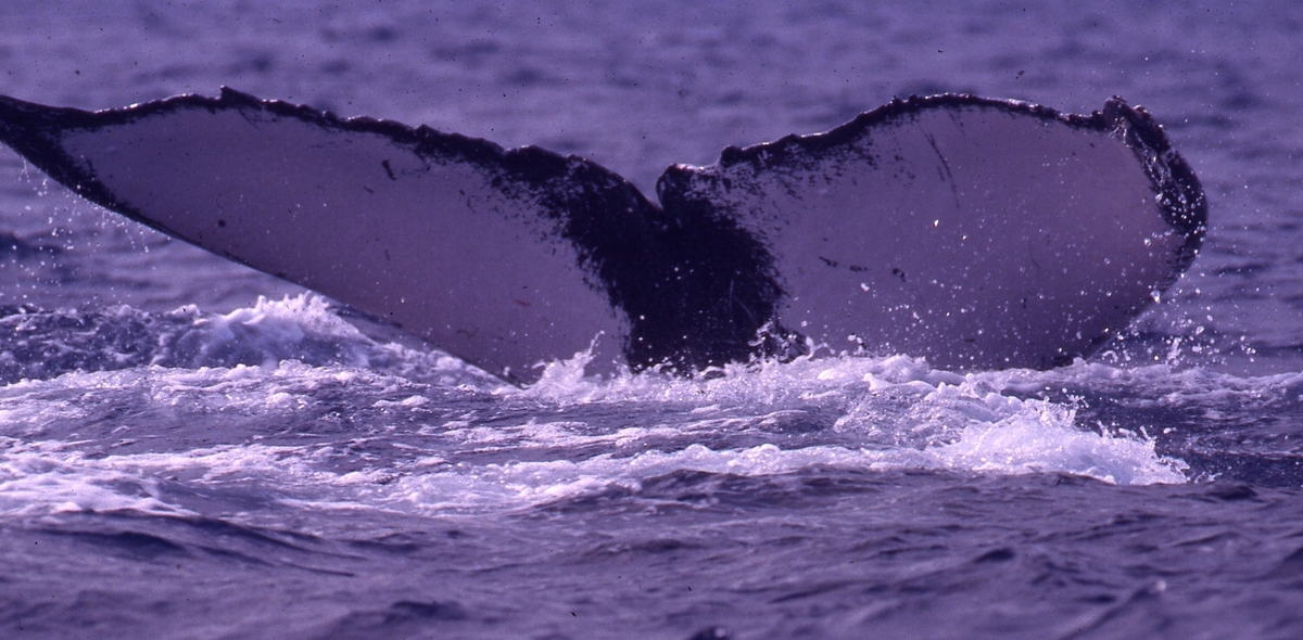 Fluke of PWF-NP_0380