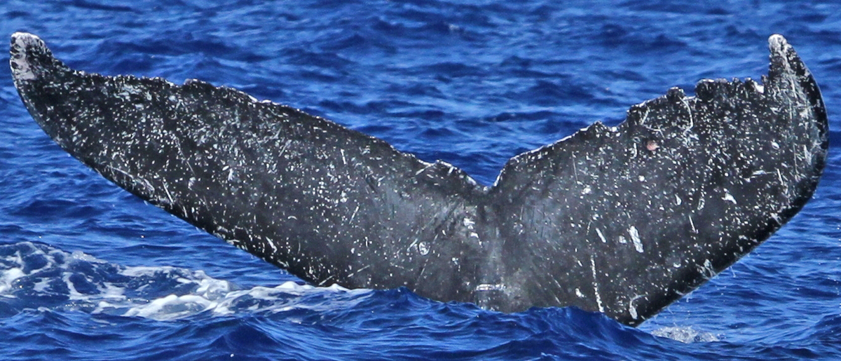 Fluke of Marquita (Southeast Alaska)