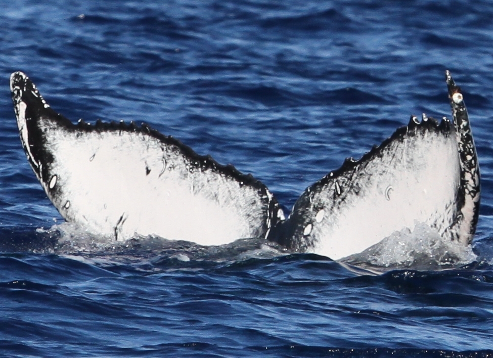 Fluke of BCY0979