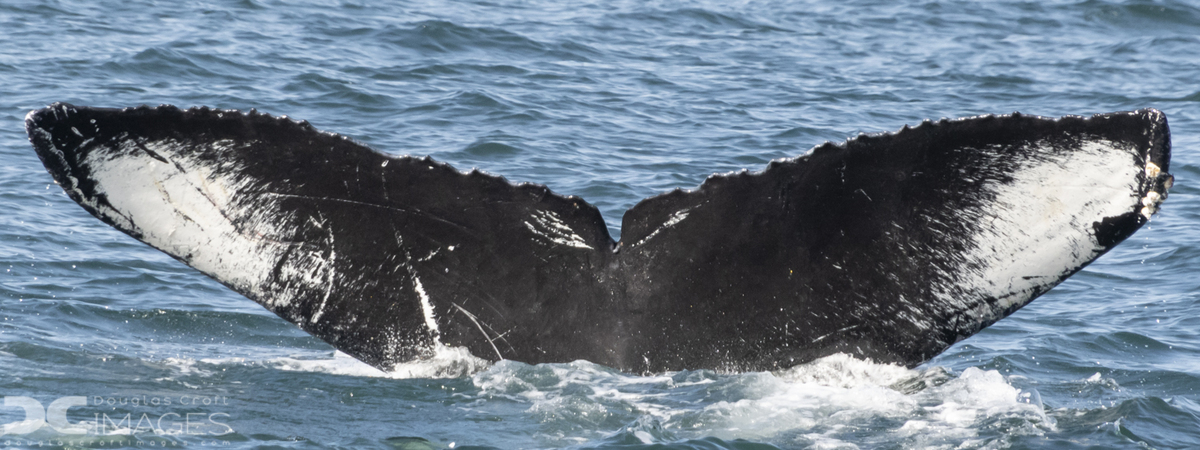 Fluke of CRC-12452
