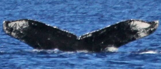 Fluke of Oceanus (FS)