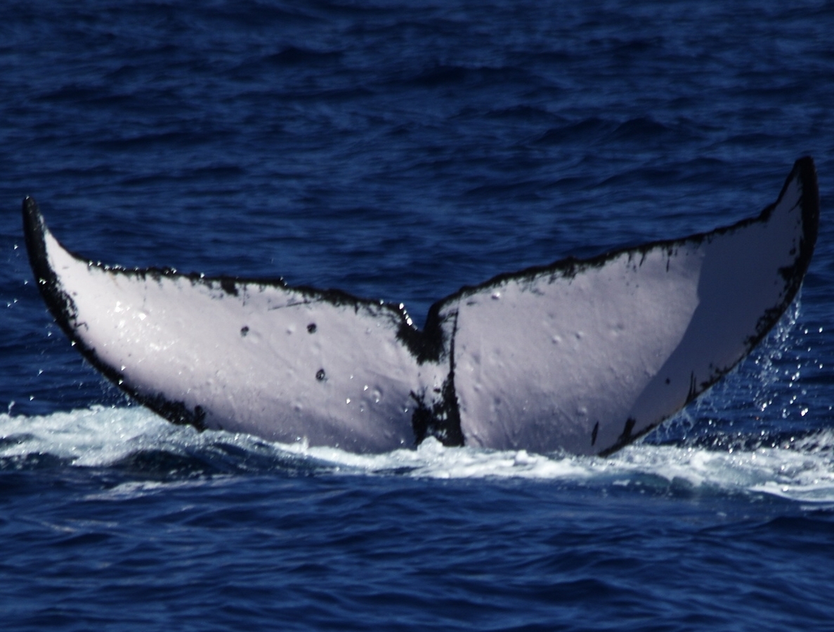 Fluke of PWF-NP_0539