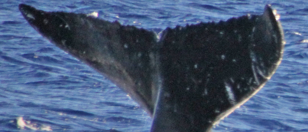 Fluke of PWF-NP_0462