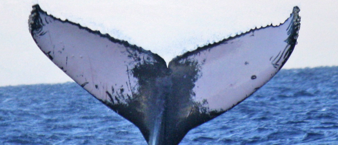 Fluke of SEAK-5148