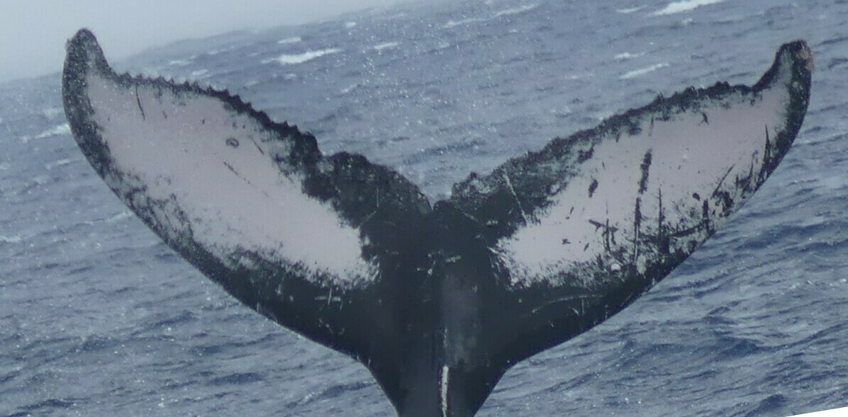 Fluke of CRC-18637