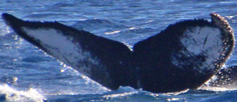 Fluke of PWF-NP_0463