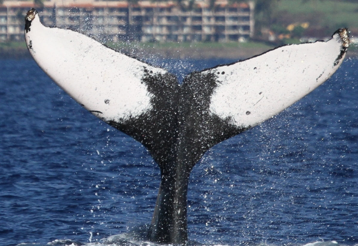 Fluke of Kalae (Hawaii)
