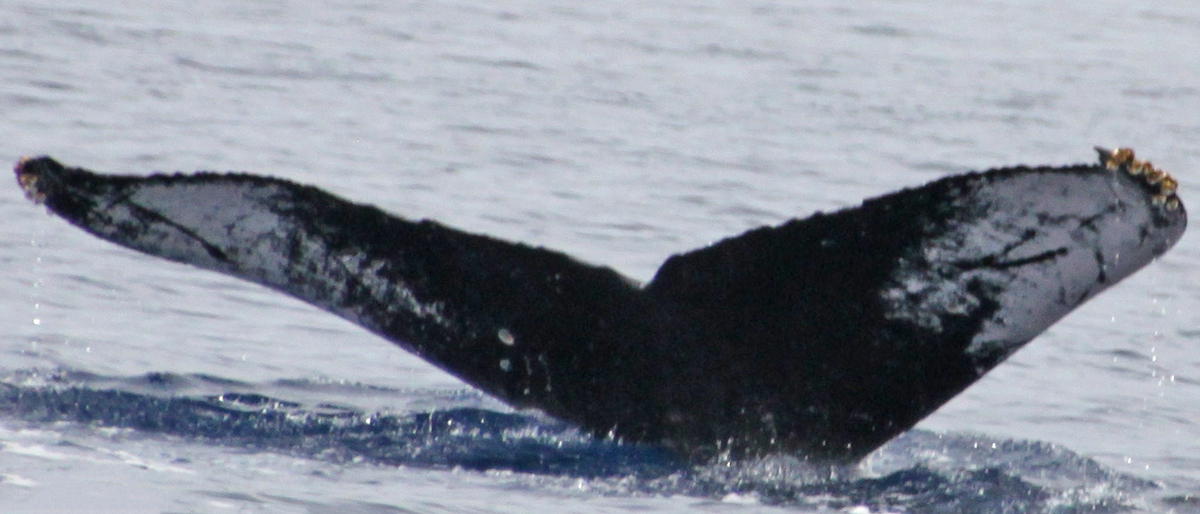 Fluke of PWF-NP_0460