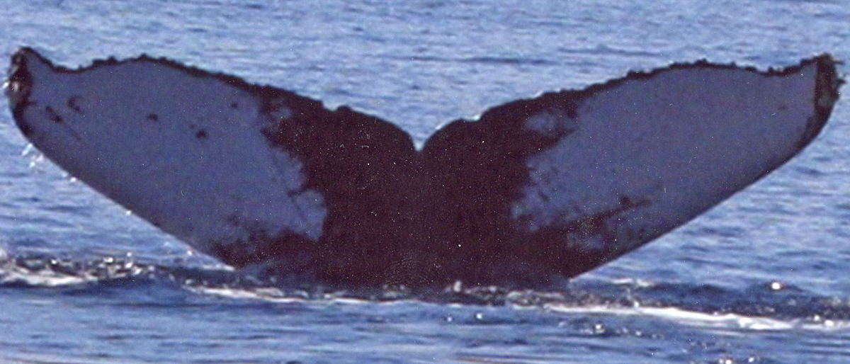 Fluke of PWF-NP_0526