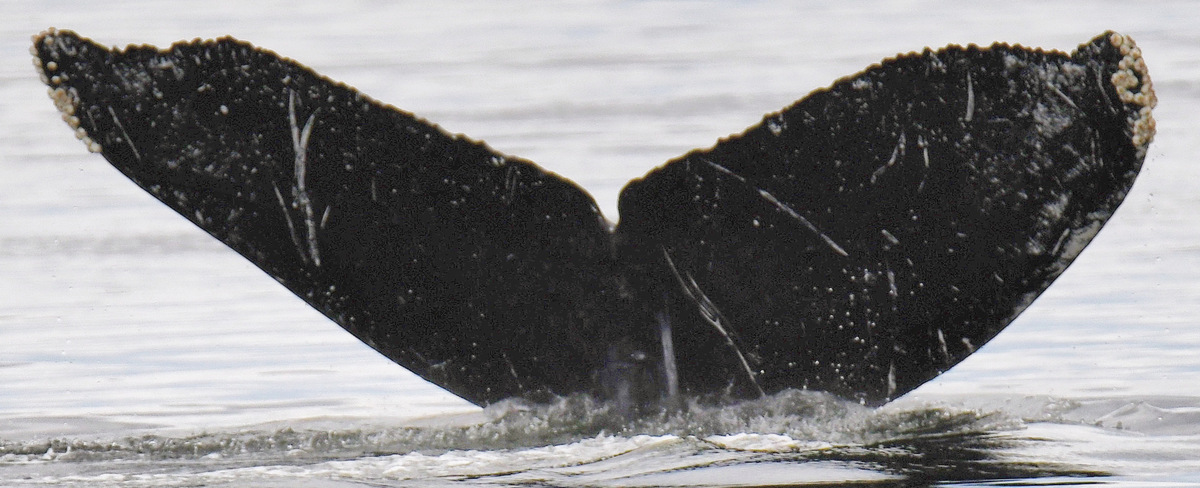 Fluke of SEAK-1817