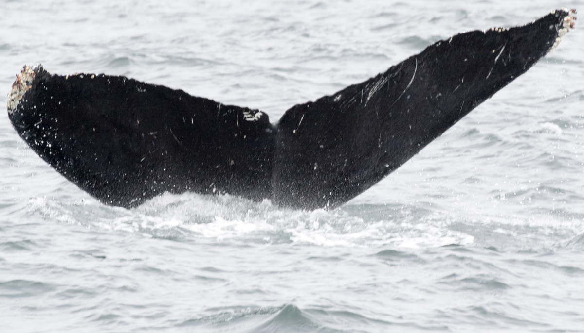 Fluke of CRC-10135
