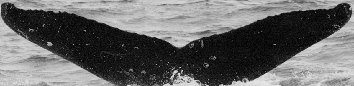 Fluke of Wahihoano (FS)