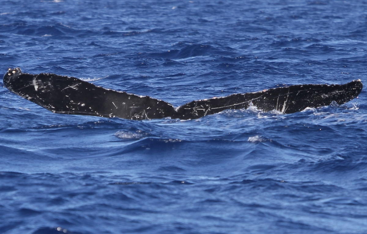 Fluke of PWF-NP_0629