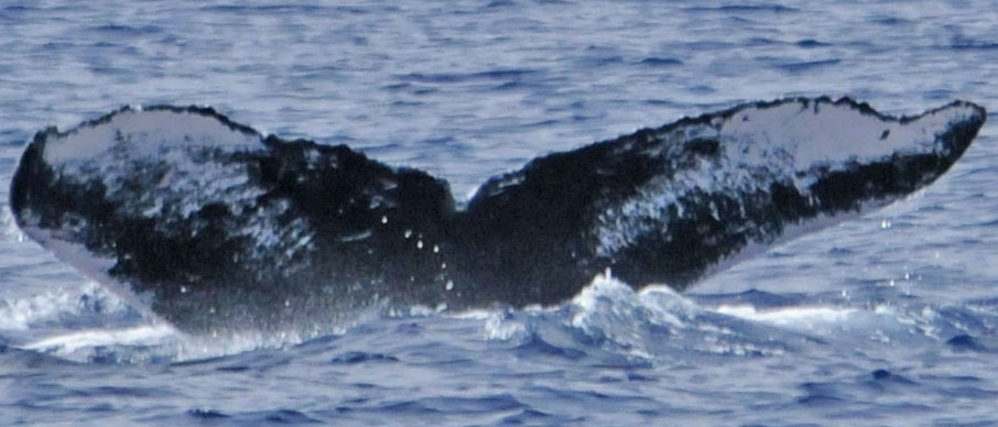 Fluke of PWF-NP_0821