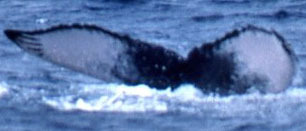 Fluke of CRC-19181