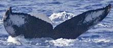 Fluke of PWF-NP_0803