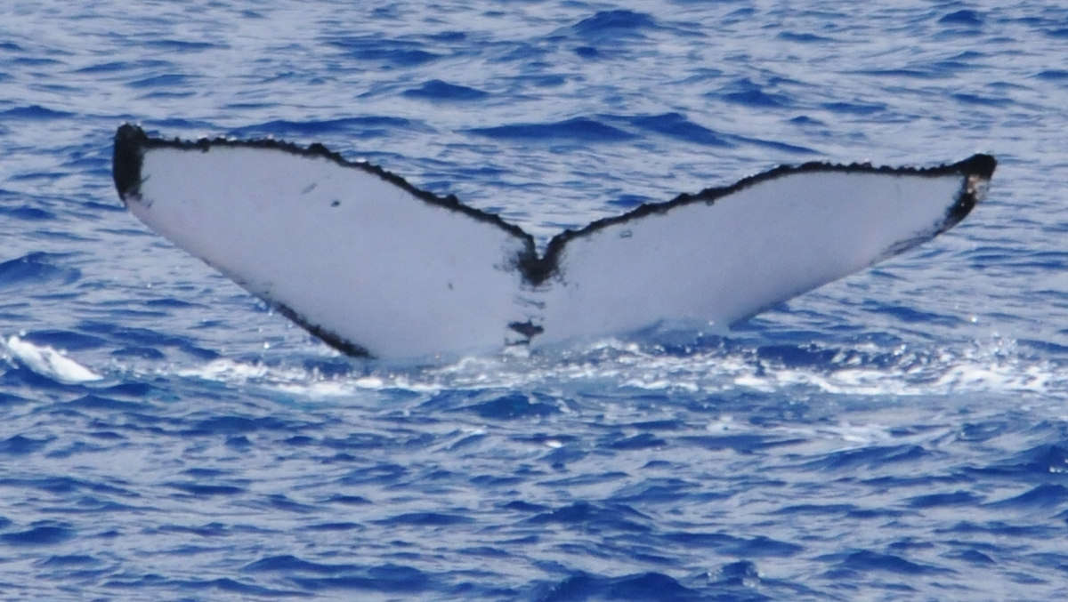 Fluke of PWF-NP_0836