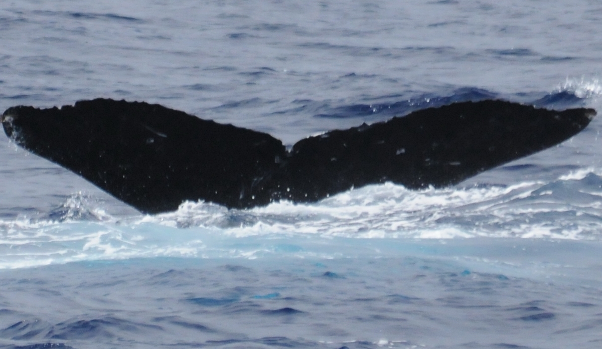 Fluke of BCX1153