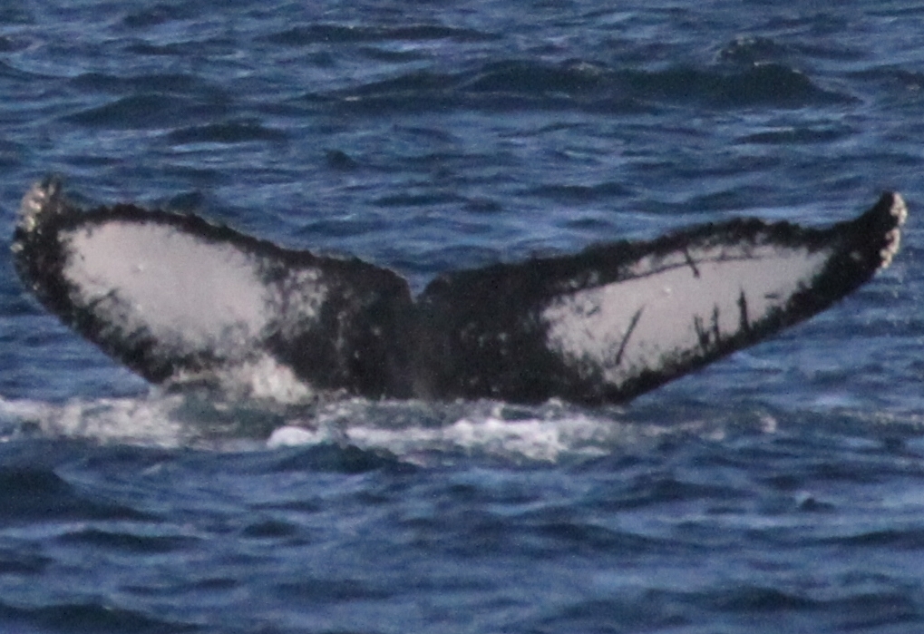 Fluke of PWF-NP_0849