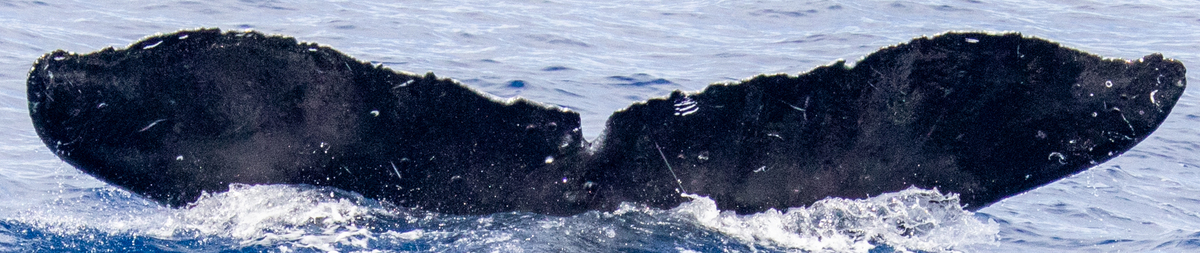 Fluke of PWF-NP_0899