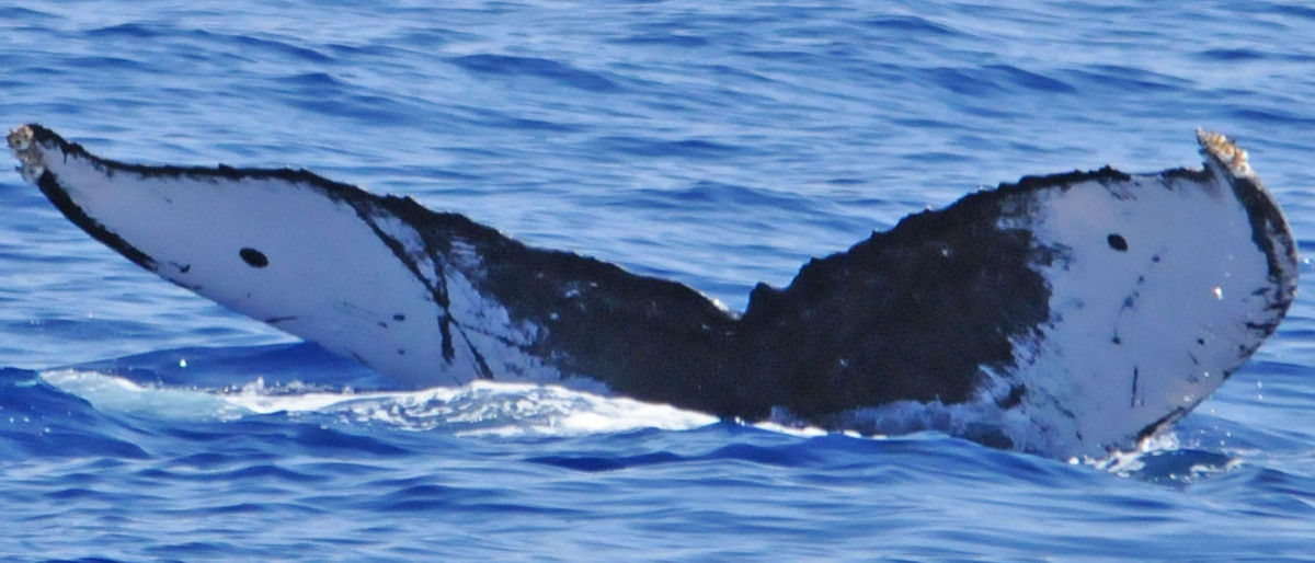 Fluke of BCY0288