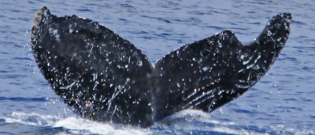 Fluke of Naupaka (EOTW)