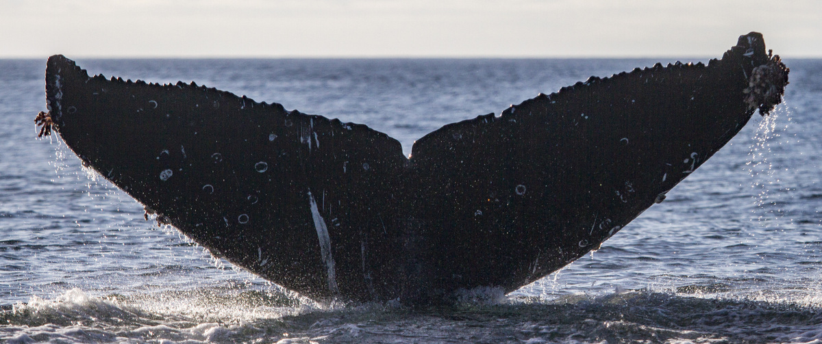 Fluke of CRC-17861