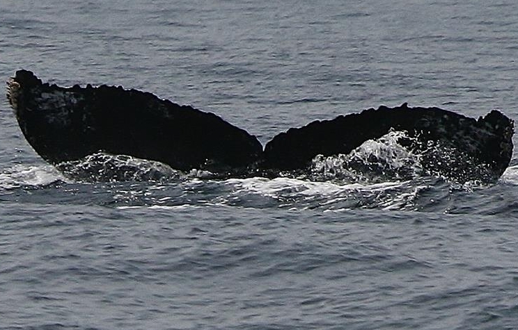 Fluke of PWF-NP_0631