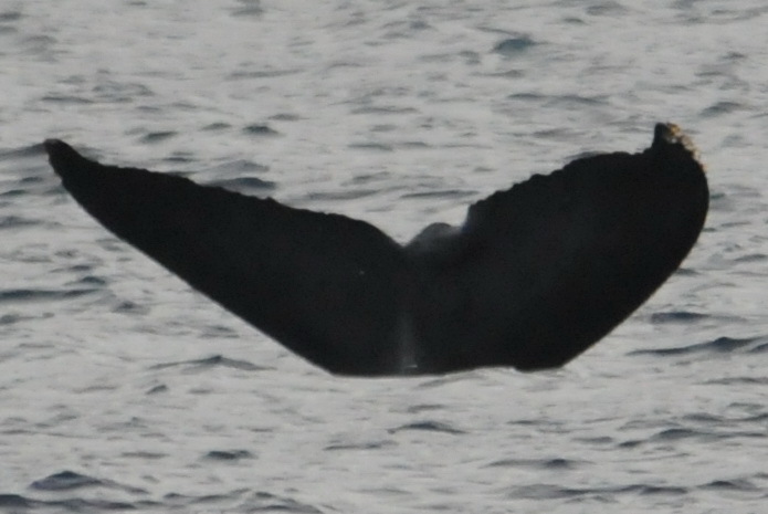 Fluke of Curve (BC)