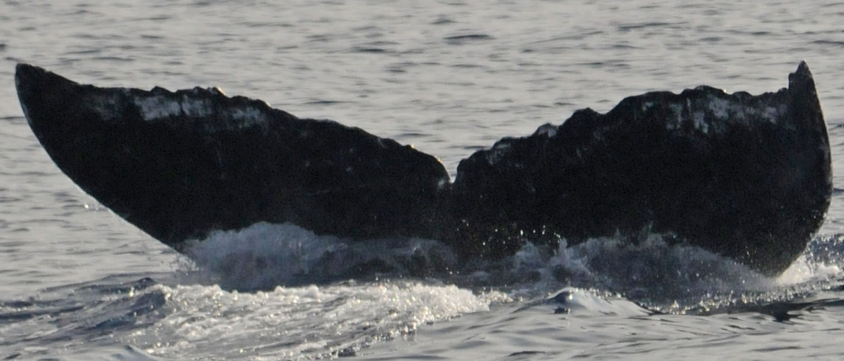 Fluke of BCX0172