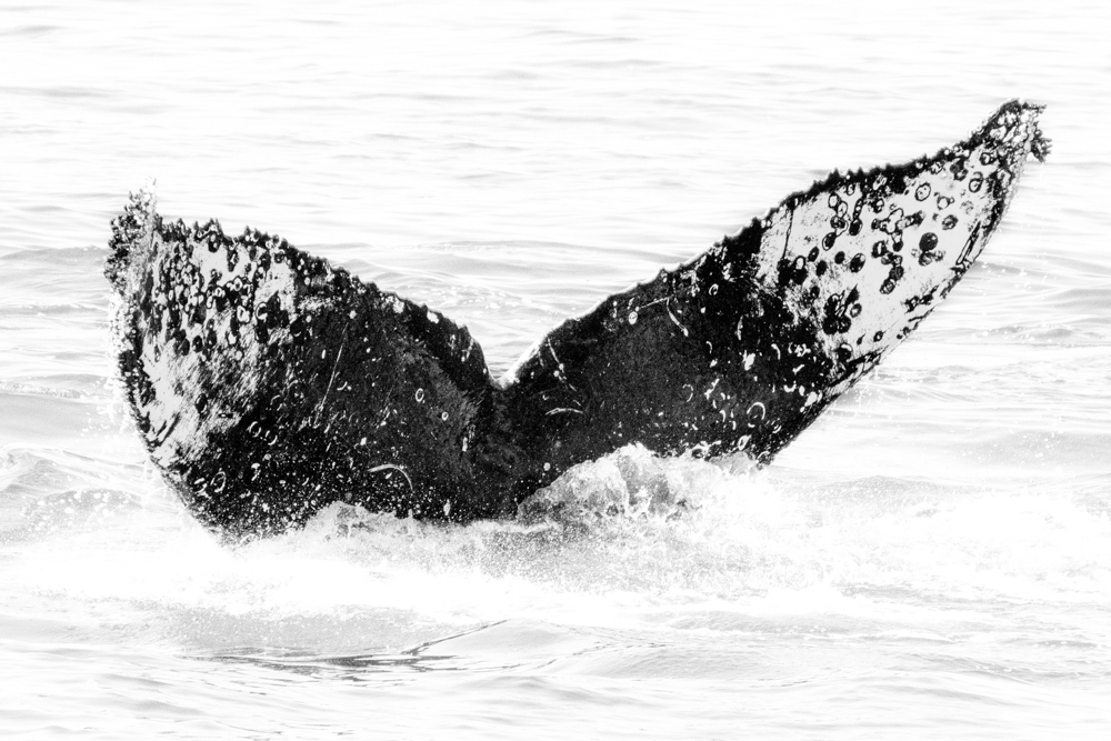 Fluke of CRC-11706