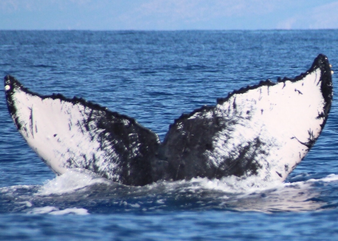 Fluke of Raven (Northern BC) aka Adidas (NCCS)