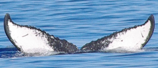 Fluke of PWF-NP_0720