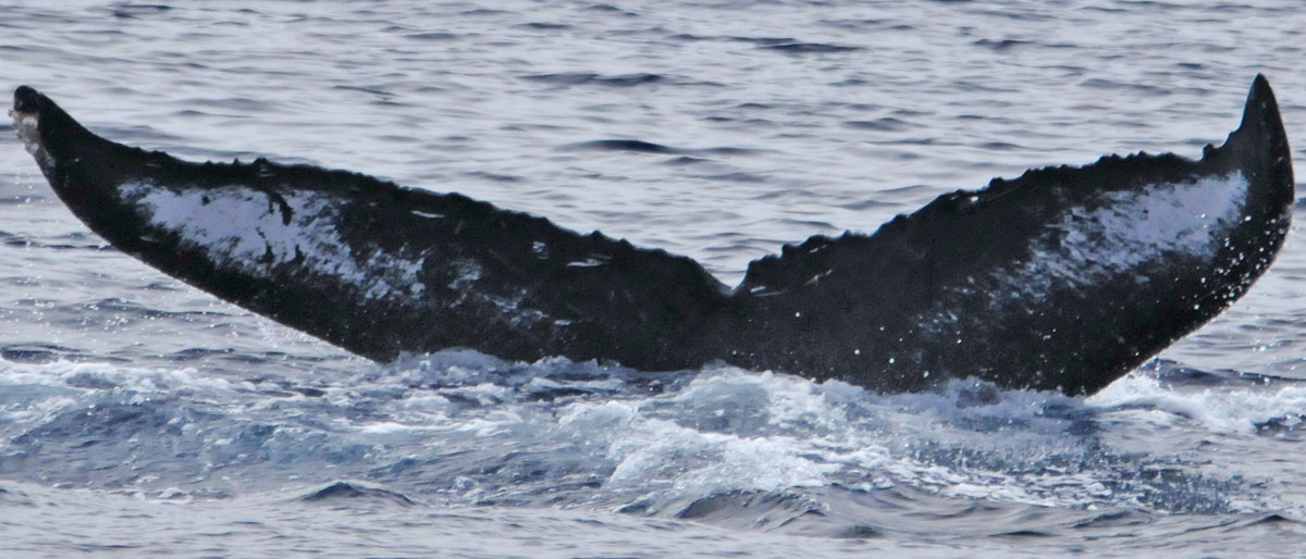 Fluke of Hurricane (Northern BC)