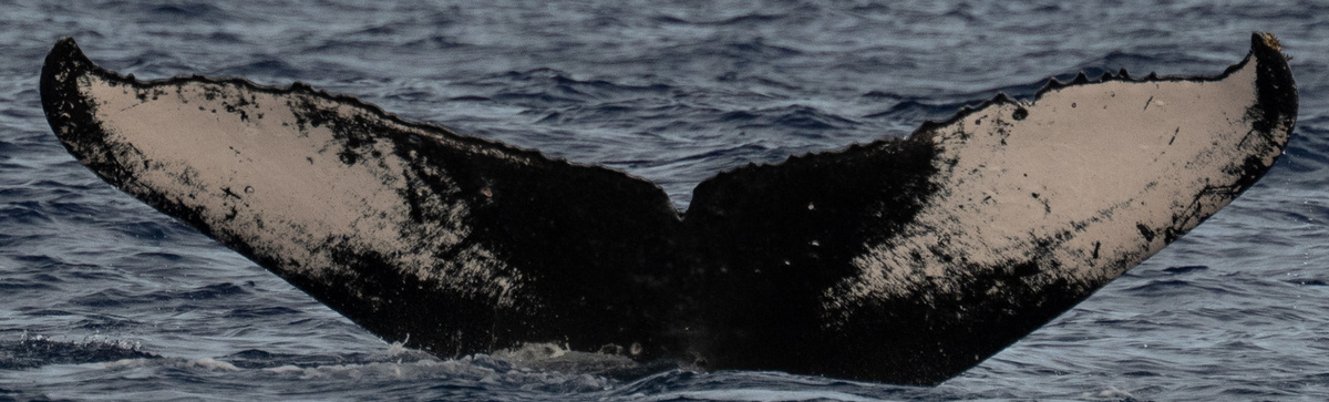 Fluke of PWF-NP_1042